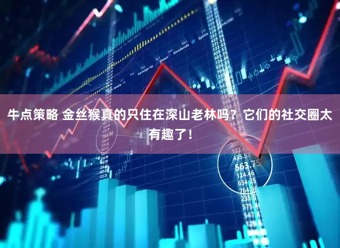 牛点策略 金丝猴真的只住在深山老林吗？它们的社交圈太有趣了！